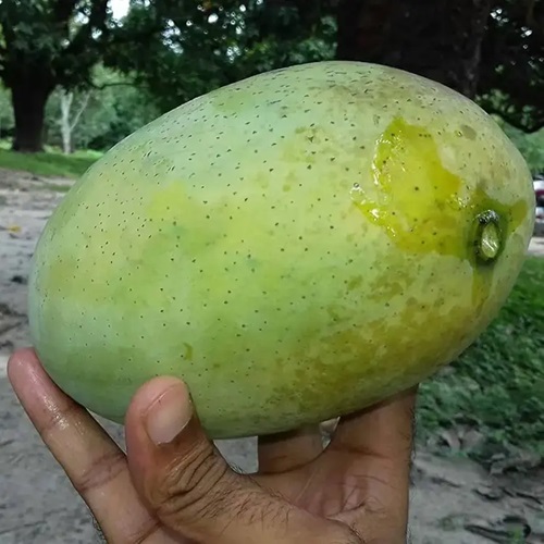 Fazli Mango 1