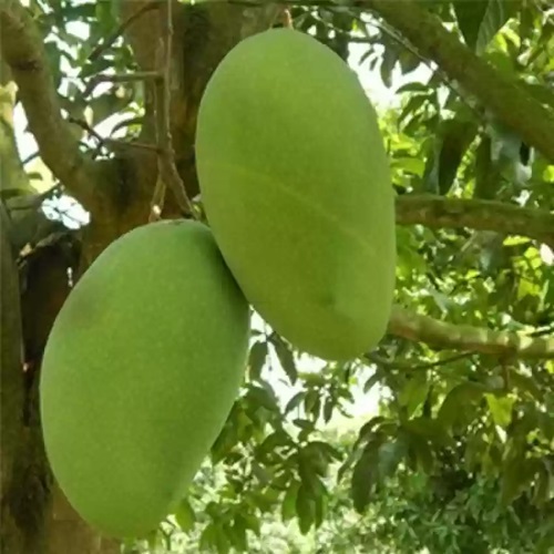 Fazli Mango 2