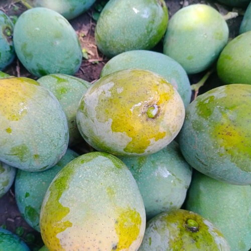 Himsagar Mango1
