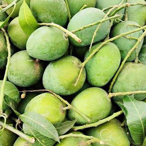 Himsagar Mango2
