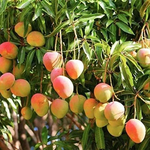 Lakhan Vog Mango 2