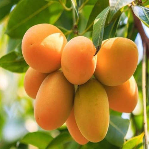 Lakhan Vog Mango1