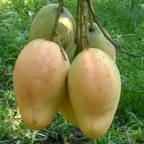 Langra Mango3